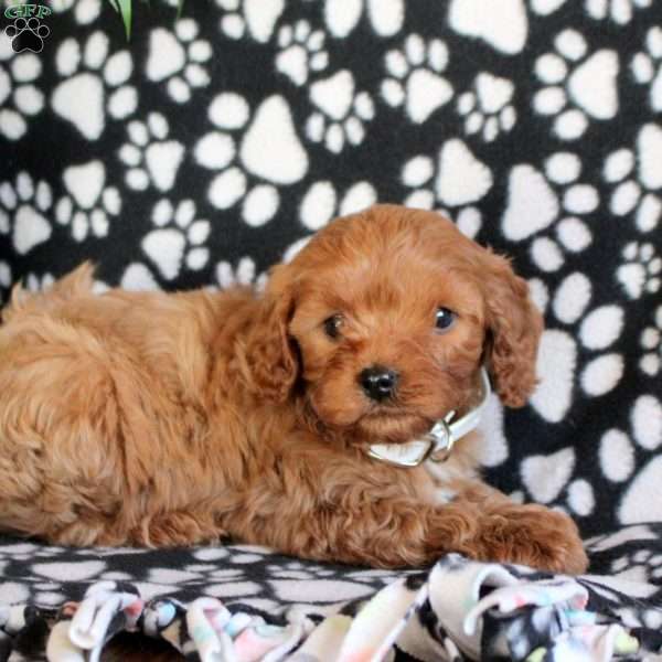 Eagle, Cavapoo Puppy