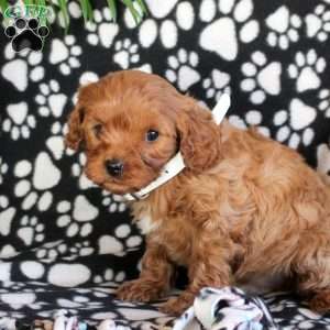 Eagle, Cavapoo Puppy
