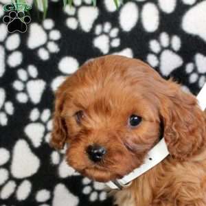 Eagle, Cavapoo Puppy