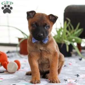 Easton, Belgian Malinois Puppy