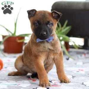 Easton, Belgian Malinois Puppy