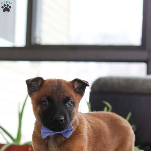 Easton, Belgian Malinois Puppy