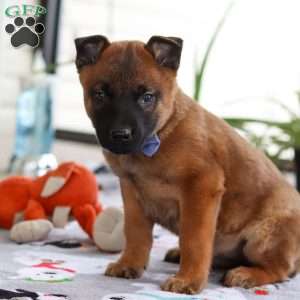 Easton, Belgian Malinois Puppy