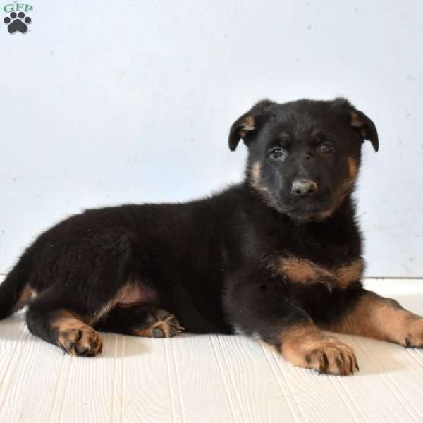 Echo, German Shepherd Puppy