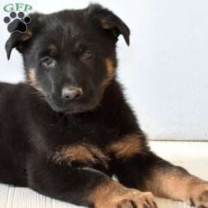 Echo, German Shepherd Puppy