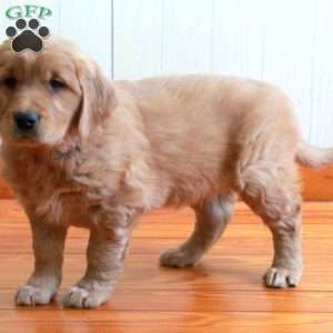 Echo, Golden Retriever Puppy