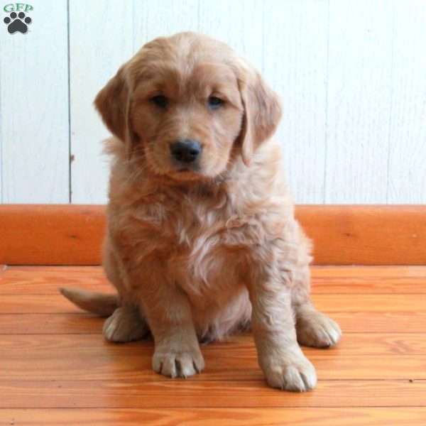 Echo, Golden Retriever Puppy