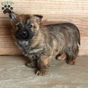 Echo, Cairn Terrier Puppy