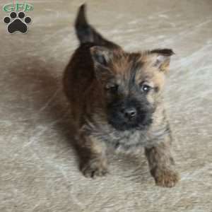 Echo, Cairn Terrier Puppy