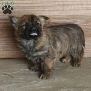 Echo, Cairn Terrier Puppy