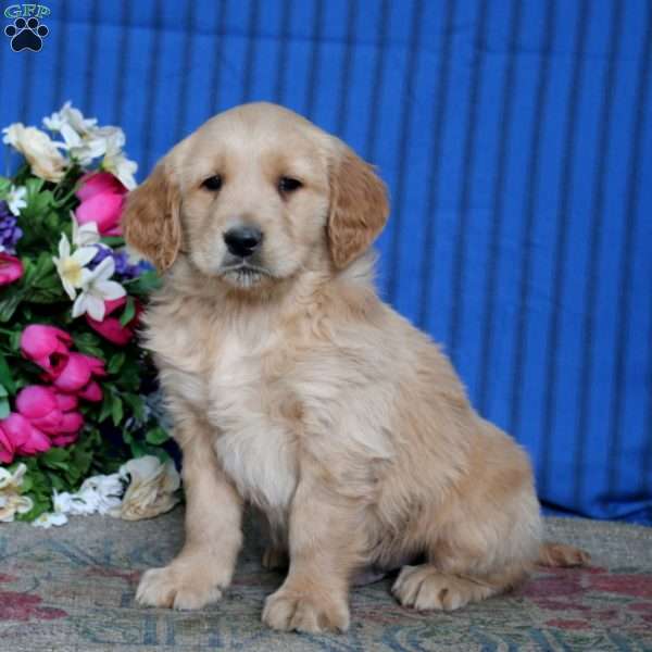 Echo, Golden Retriever Puppy