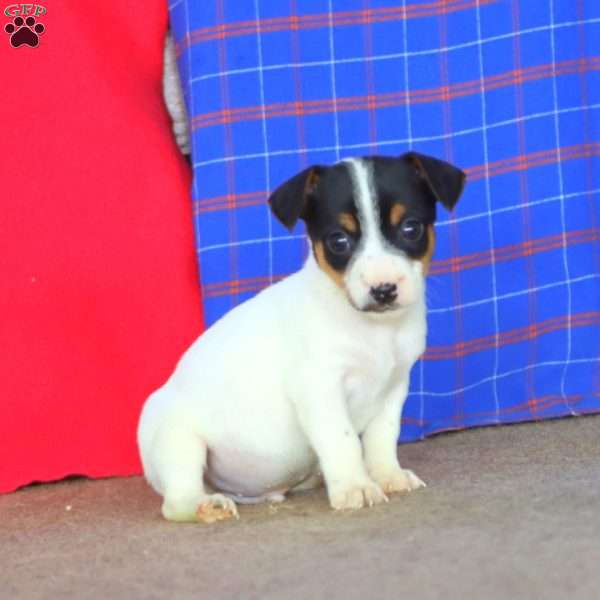 Echo, Jack Russell Terrier Puppy