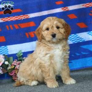 Echo, Cockapoo Puppy