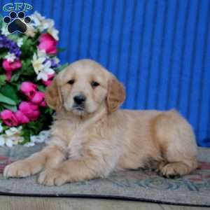 Echo, Golden Retriever Puppy