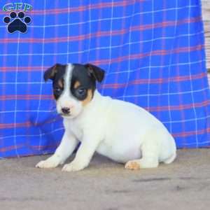 Echo, Jack Russell Terrier Puppy