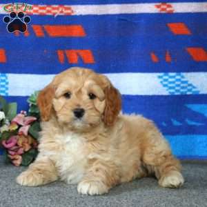 Echo, Cockapoo Puppy