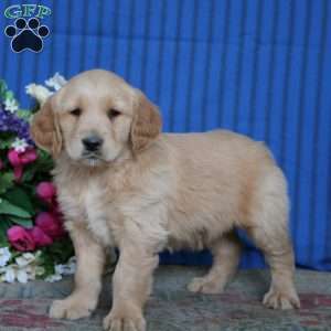 Echo, Golden Retriever Puppy
