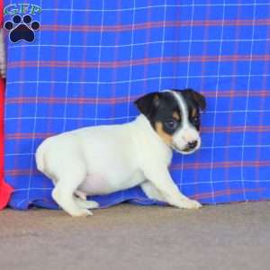 Echo, Jack Russell Terrier Puppy