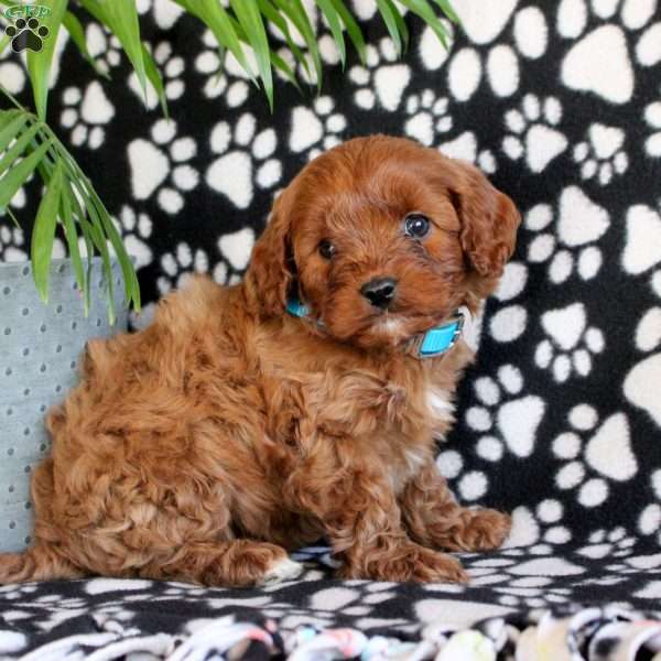 Eclipse, Cavapoo Puppy