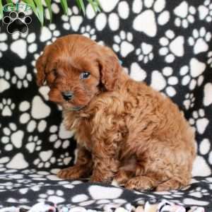 Eclipse, Cavapoo Puppy