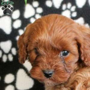 Eclipse, Cavapoo Puppy