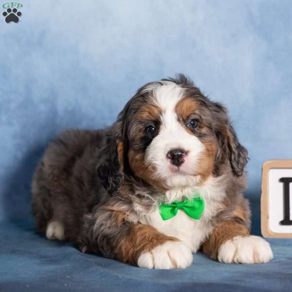 Timber, Bernedoodle Puppy