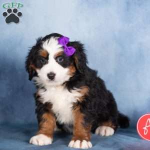 Theo, Bernedoodle Puppy