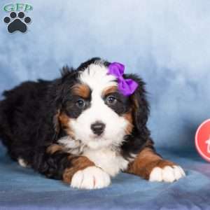 Theo, Bernedoodle Puppy