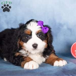 Theo, Bernedoodle Puppy