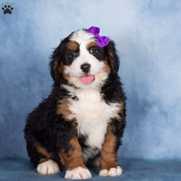 Theo, Bernedoodle Puppy