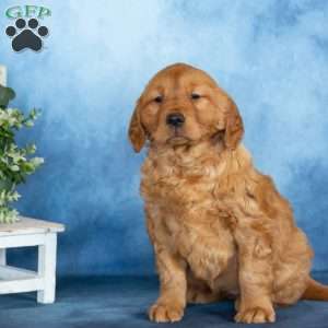 Cupcake, Golden Retriever Puppy