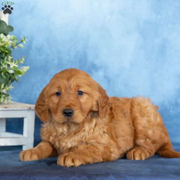 Cupcake, Golden Retriever Puppy