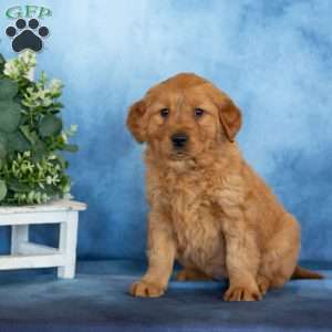 Candy, Golden Retriever Puppy