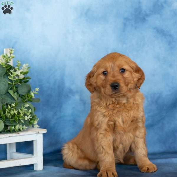 Candy, Golden Retriever Puppy