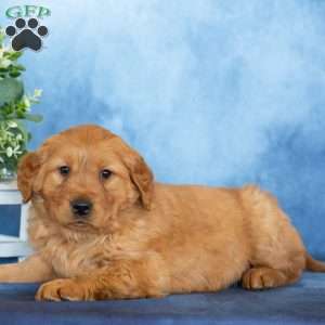 Candy, Golden Retriever Puppy