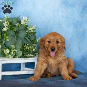 Candy, Golden Retriever Puppy