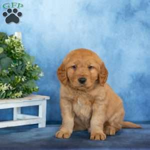 Captain, Golden Retriever Puppy