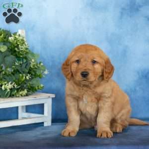 Captain, Golden Retriever Puppy