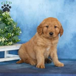 Captain, Golden Retriever Puppy