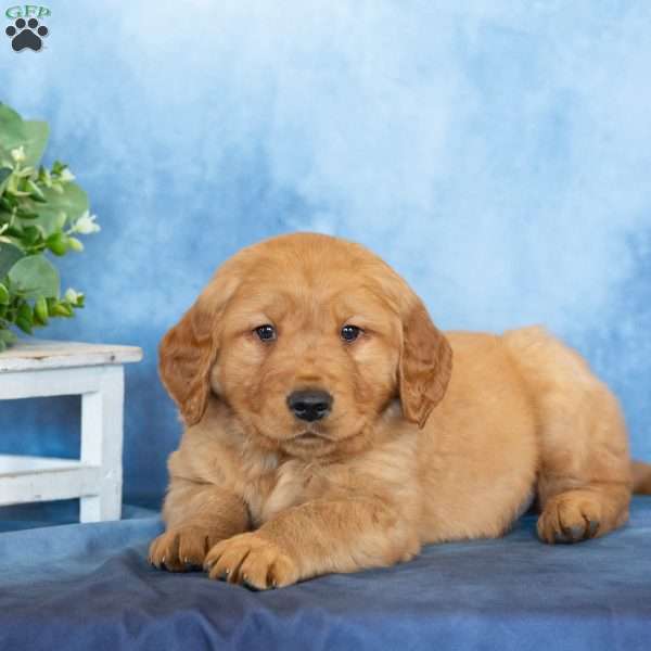 Captain, Golden Retriever Puppy