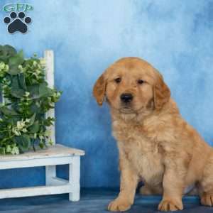 Caramel, Golden Retriever Puppy
