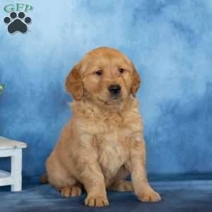 Caramel, Golden Retriever Puppy