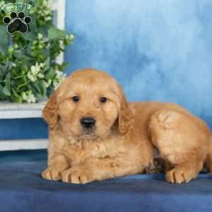 Caramel, Golden Retriever Puppy