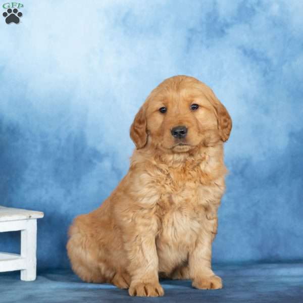 Cooper, Golden Retriever Puppy