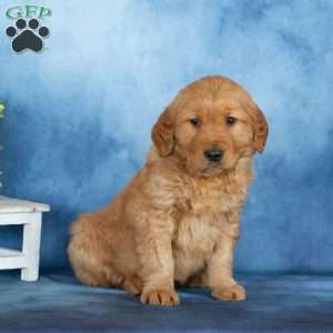 Cooper, Golden Retriever Puppy