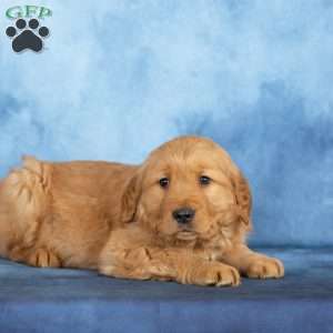 Cooper, Golden Retriever Puppy