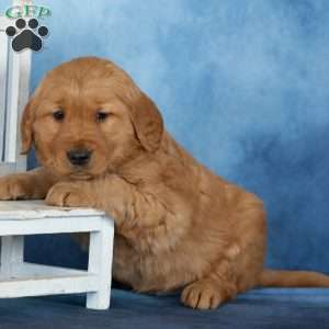 Cooper, Golden Retriever Puppy