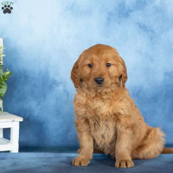 Cuddles, Golden Retriever Puppy