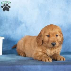 Cuddles, Golden Retriever Puppy