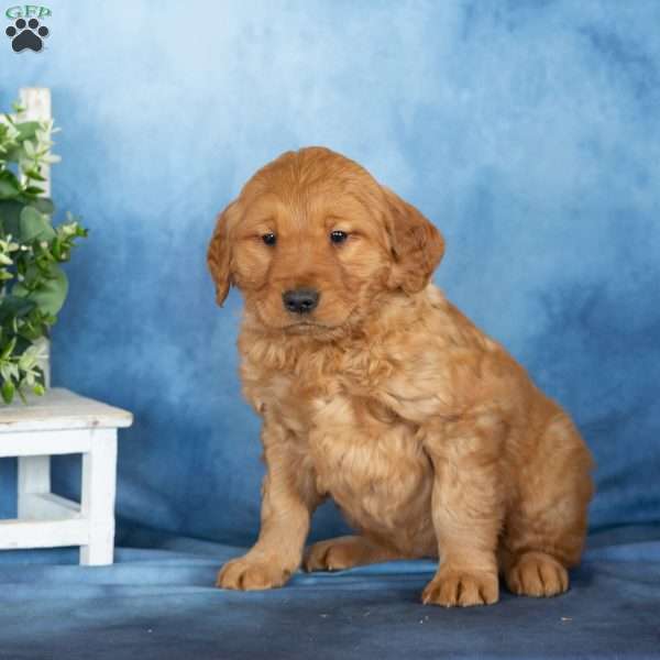 Cutie, Golden Retriever Puppy